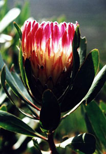 Protea obtusifolia Image: www.fynbos.co.za